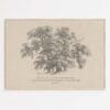 Oaks of Righteousness wall art